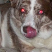 Barbara Kube's album, Profile Pictures