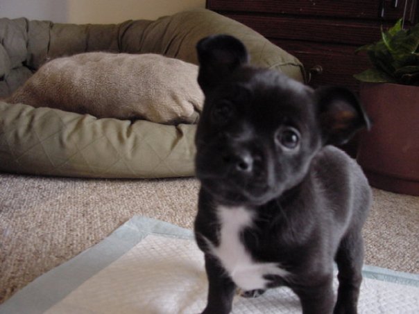 Abbagail Huntly's album, puppies