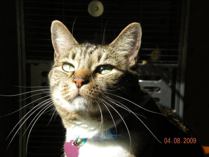 Kristy Schumacher's album, my furry friends