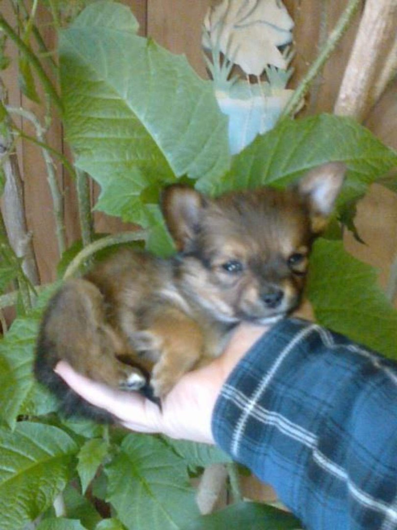 Jonathan Jackson's album, Chica's Second litter