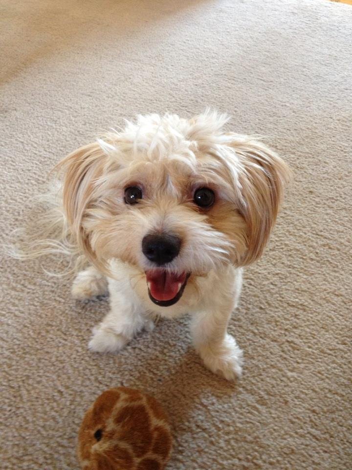 Sherrie Sollish's album, iOS Photos