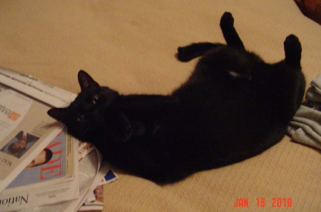June Reiling's album, DC (Damn Cat)