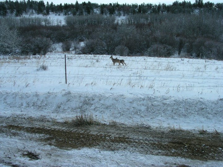 Douglas Glover's album, Hunting trip to MT 11/10