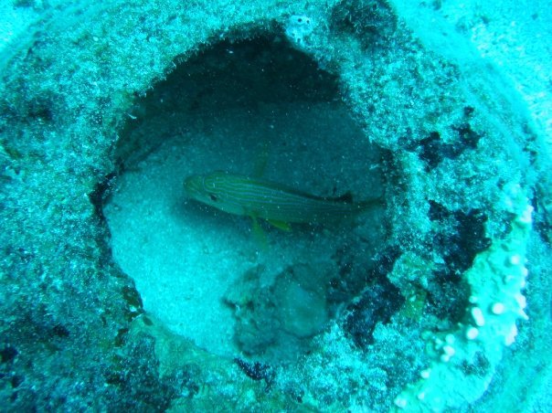 Steven Clem's album, St Maarten Diving