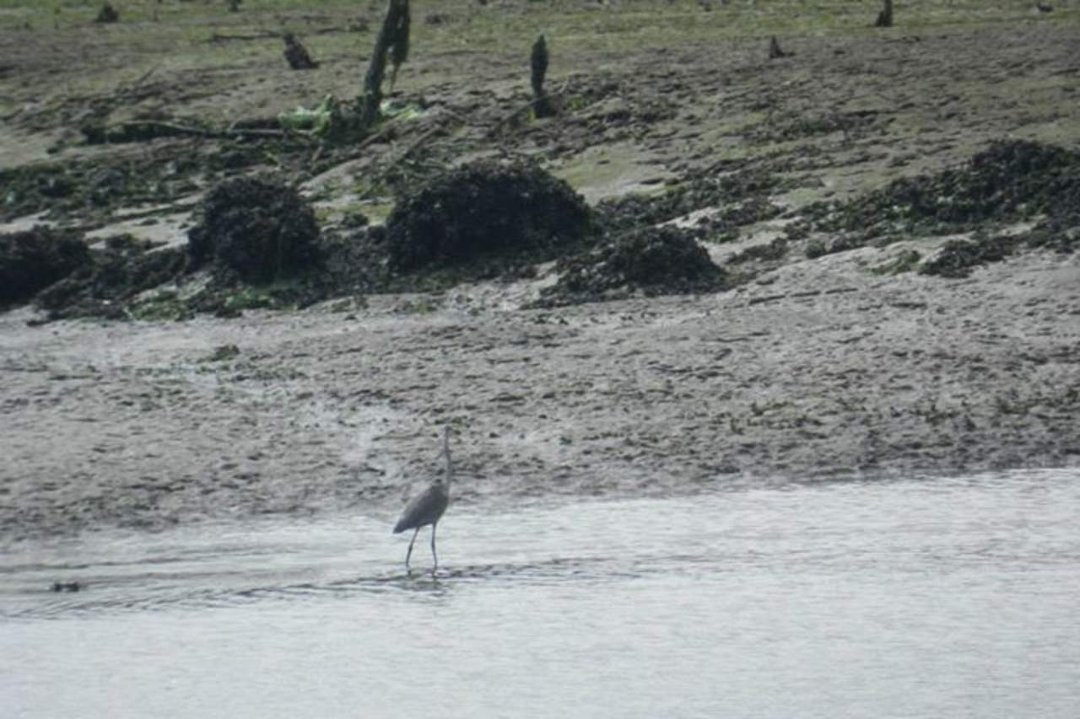 Vance McDill's album, Nisqually Wildlife Refuge