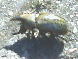 Aaron Mullin's album, Bugs!