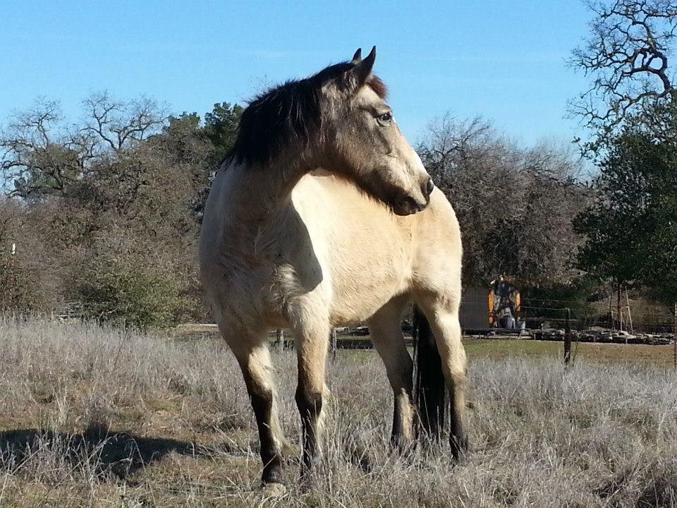 Lisa Phillips' album, Sissy - our new horse