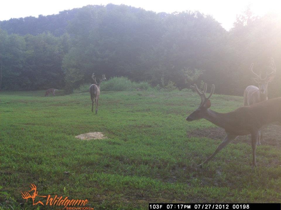 Todd Brouillard's album, Deer Camera