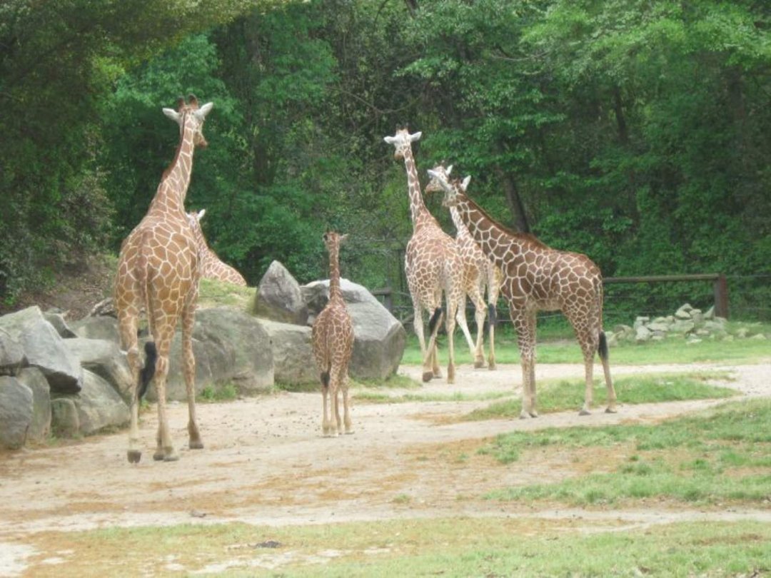 Nancy Reyes' album, Spring Break- Riverbanks Zoo