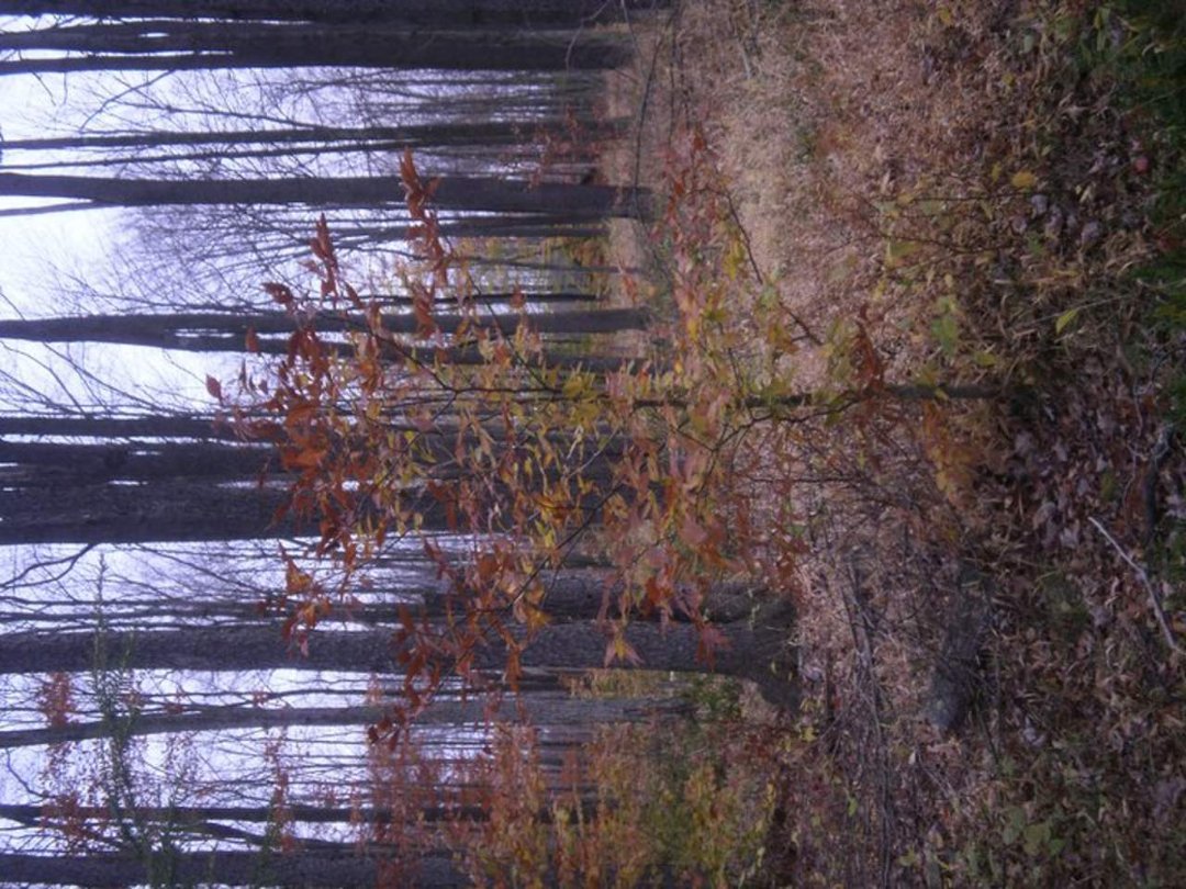 Laura Vickers' album, Potter Fall 2010