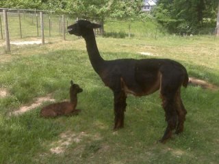 Peter Worrell's album, Alpacas!