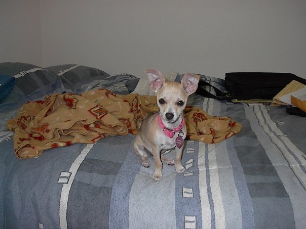 Mike Benson's album, Pebbles (Beware of dog)