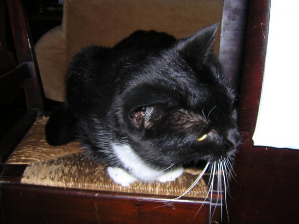Michael Segle's album, I'm pathetic, I know, posting pictures of my cats...