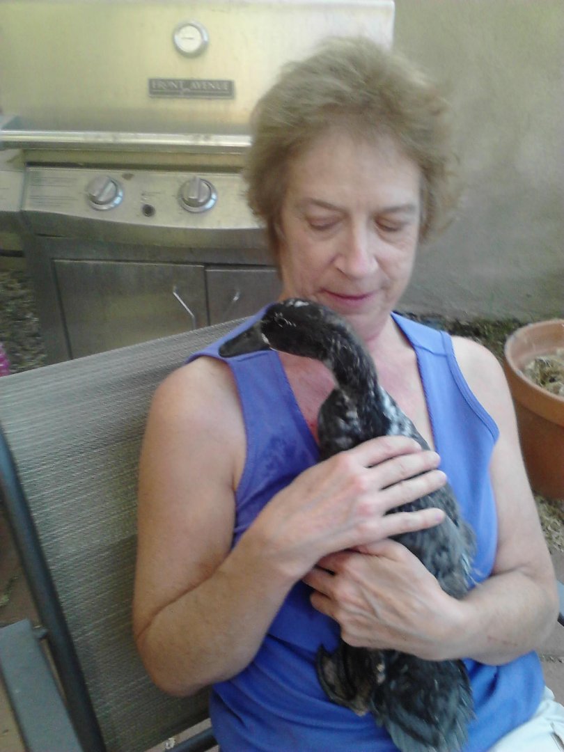 Judith Cates' album, Mobile Uploads