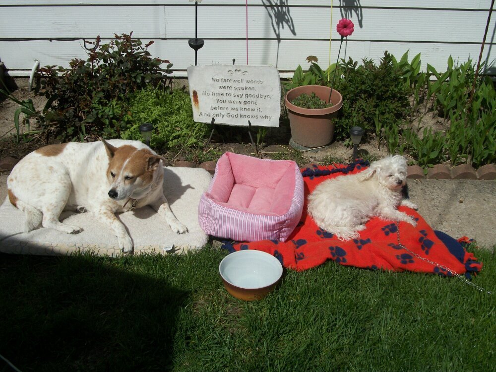 Pam Jenkins' album, Cover Photos