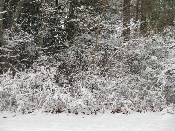 William Cecchini's album, Winter in North Carolina