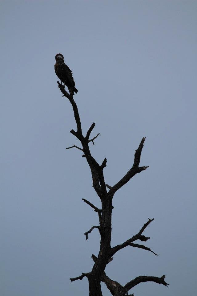 Mark DeCicco's album, South Africa