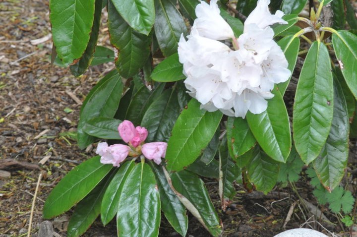 John Mahtab's album, Garden June, 2011