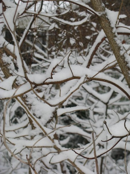 William Cecchini's album, Winter in North Carolina