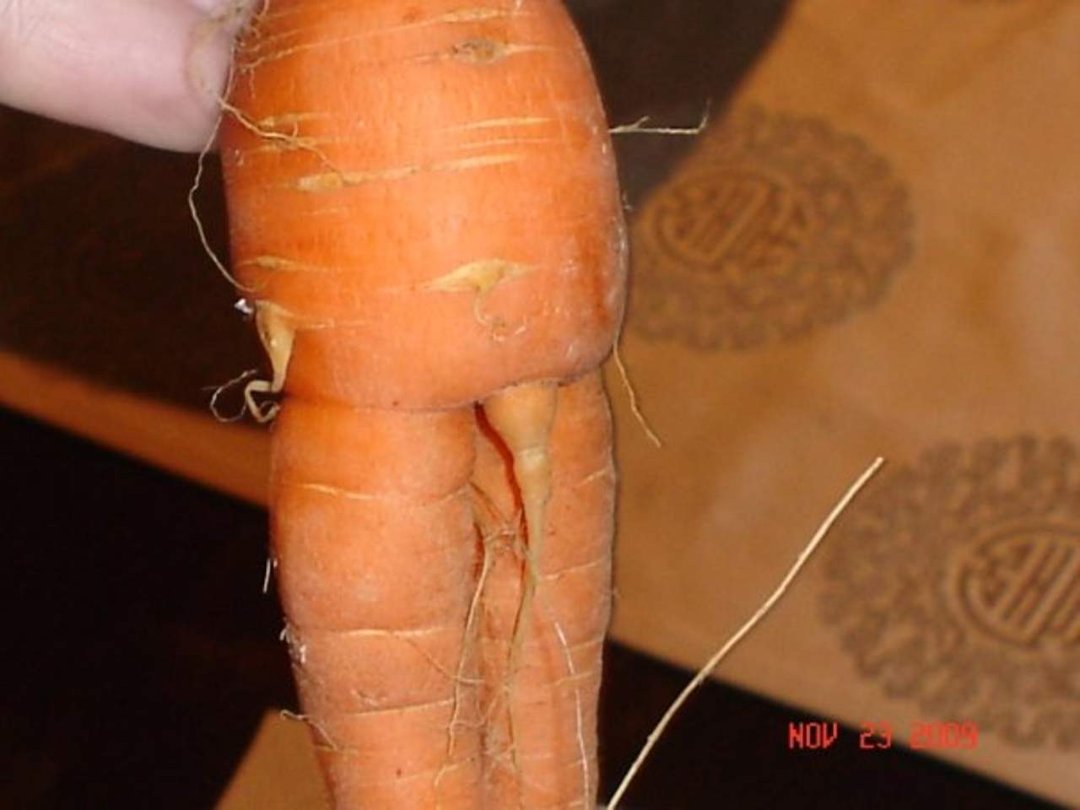 Barbara Smiley-ramirez's album, Mom's x-rated Carrot from garden