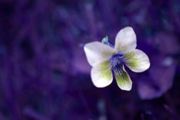 Heidi Janner's album, Cover Photos
