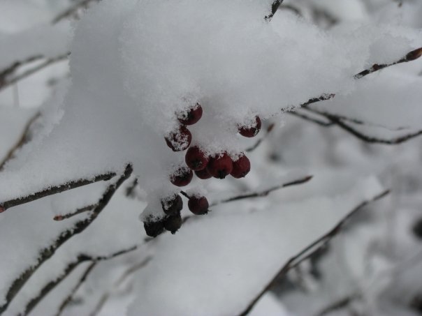 William Cecchini's album, Winter in North Carolina