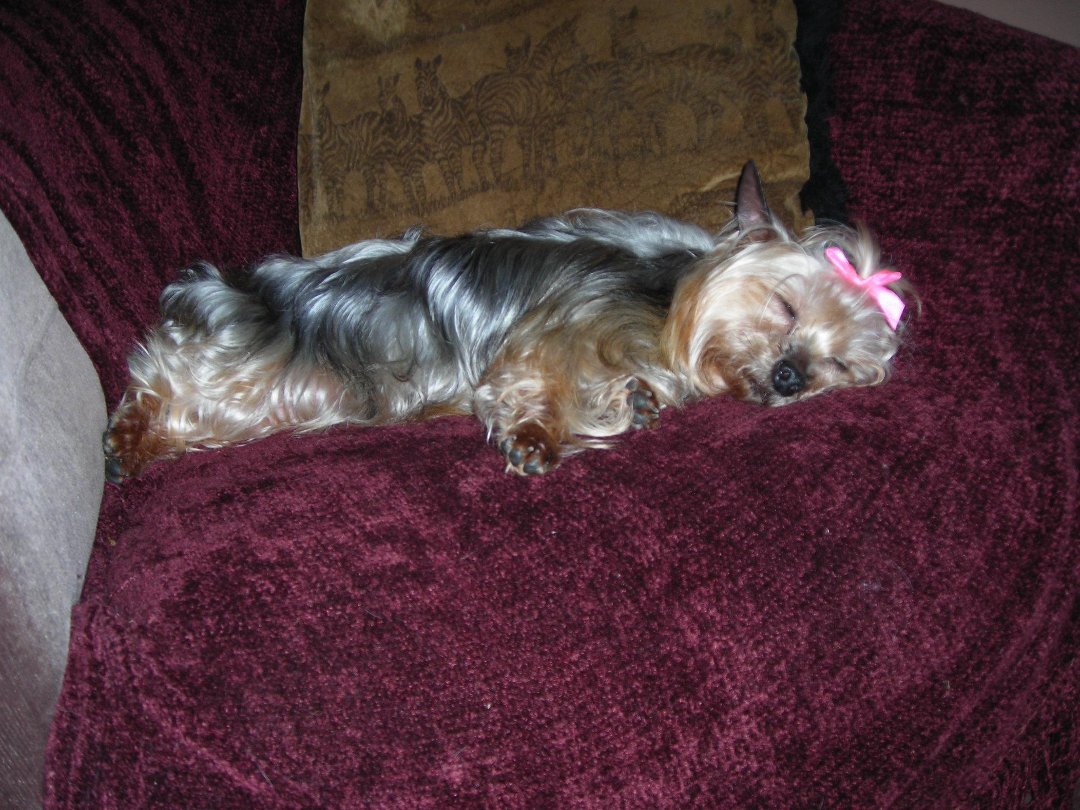 Connie Countryman's album, Sophie's 1st day home