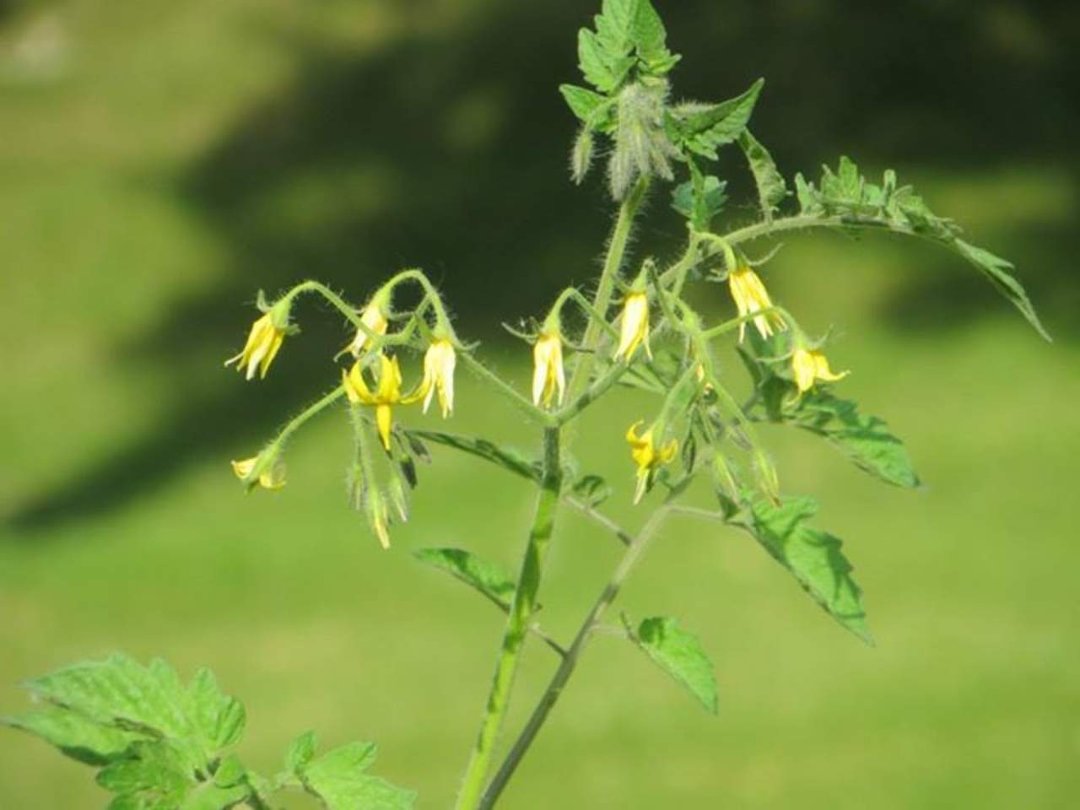 Tom Gard's album, pictures of flowers