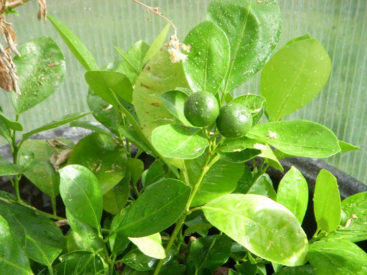 David Elison's album, Green House