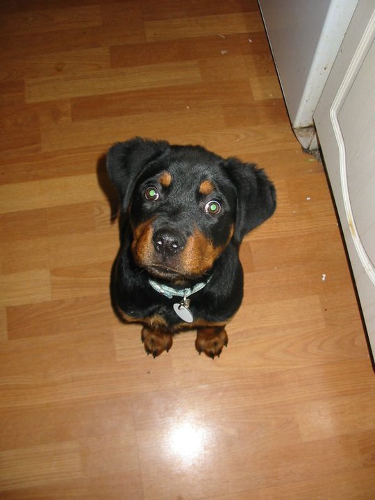 Barbara Maylor's album, Boo - Our Rescue Dog!