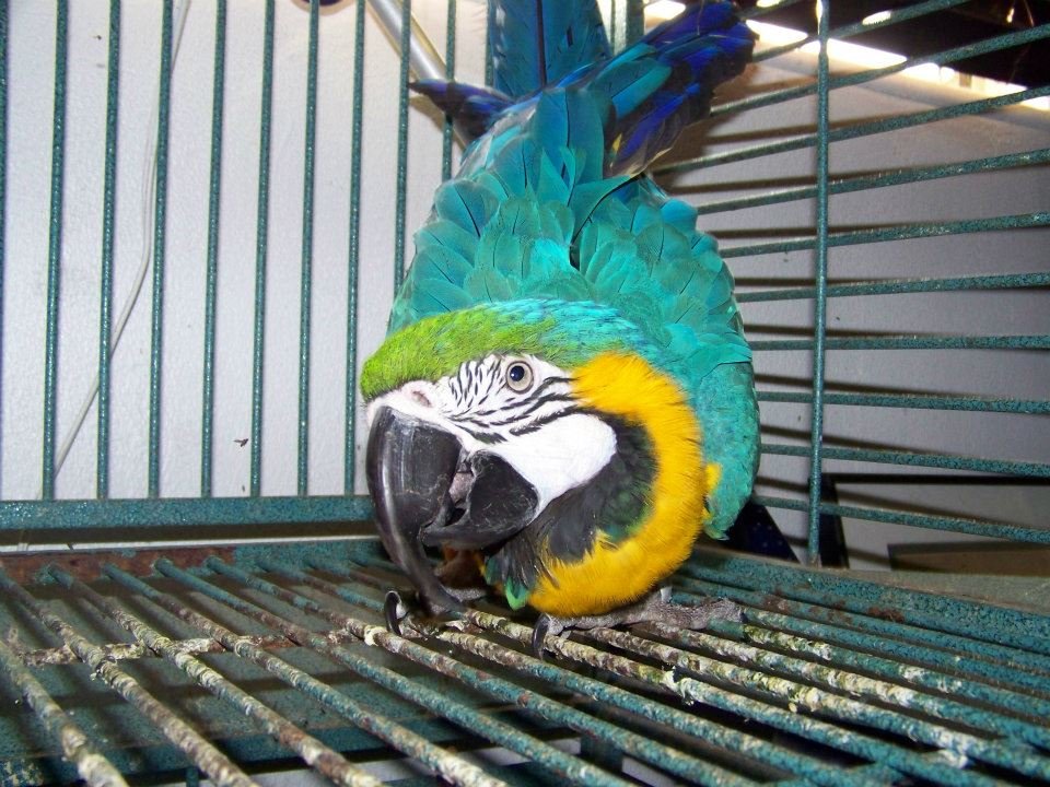 Terri Tweedie's album, 2011