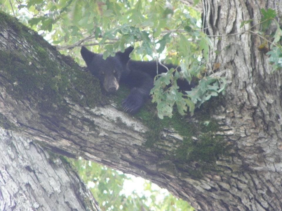Tami Motes' album, Bears in a tree