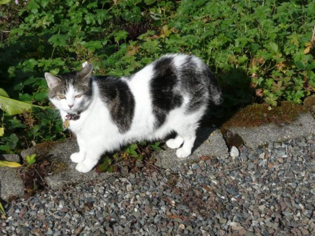 Dan Sivertsen's album, Z Cats