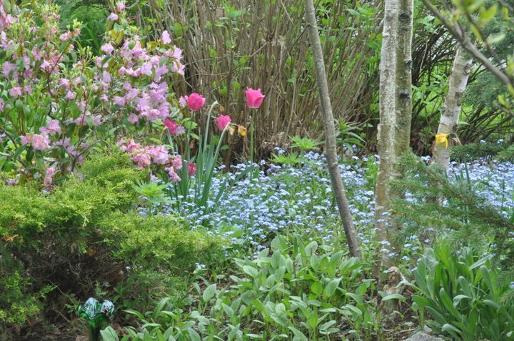 John Mahtab's album, Garden June, 2011