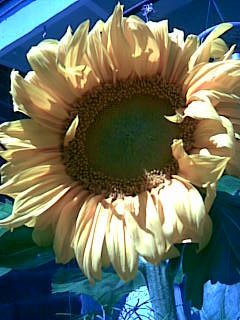 Susan Gibbons 's album, Mobile Uploads