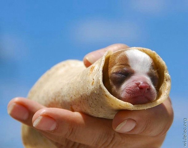 Michael Clarke's album, cutest puppies ever