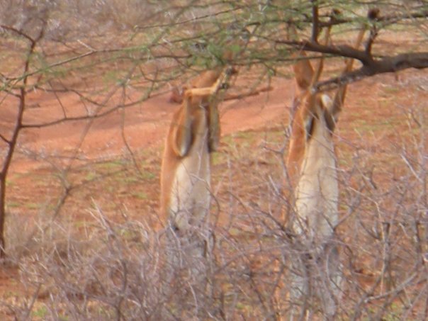 Lisa Orr's album, Samburu Safari, October 2009