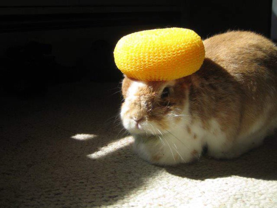 Terry McShane Hackett's album, Peaches Plays Hat