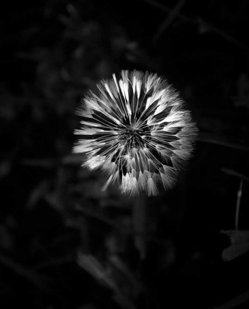 myron holmes' album, Cover Photos
