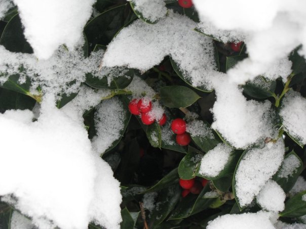William Cecchini's album, Winter in North Carolina