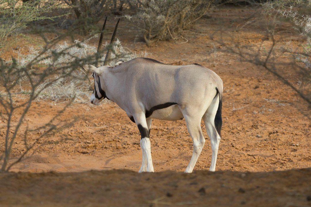 Don Walker's album, Cheetah Refuge