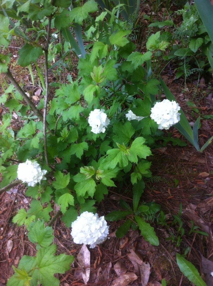 Debbie Bloodworth's album, iOS Photos