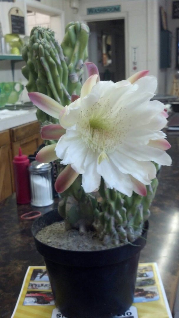 Donna Graham's album, Mobile Uploads