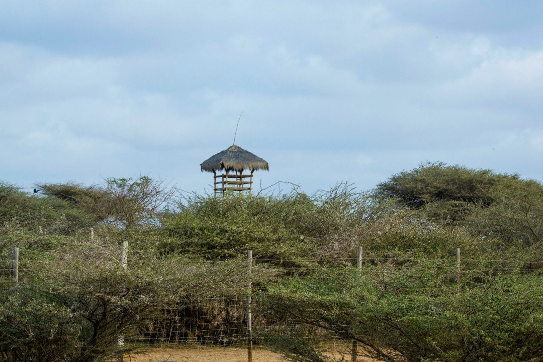 Don Walker's album, Cheetah Refuge