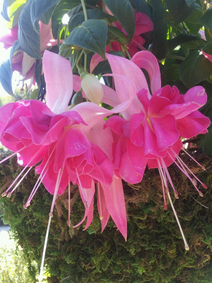Lori Shaw's album, Mobile Uploads