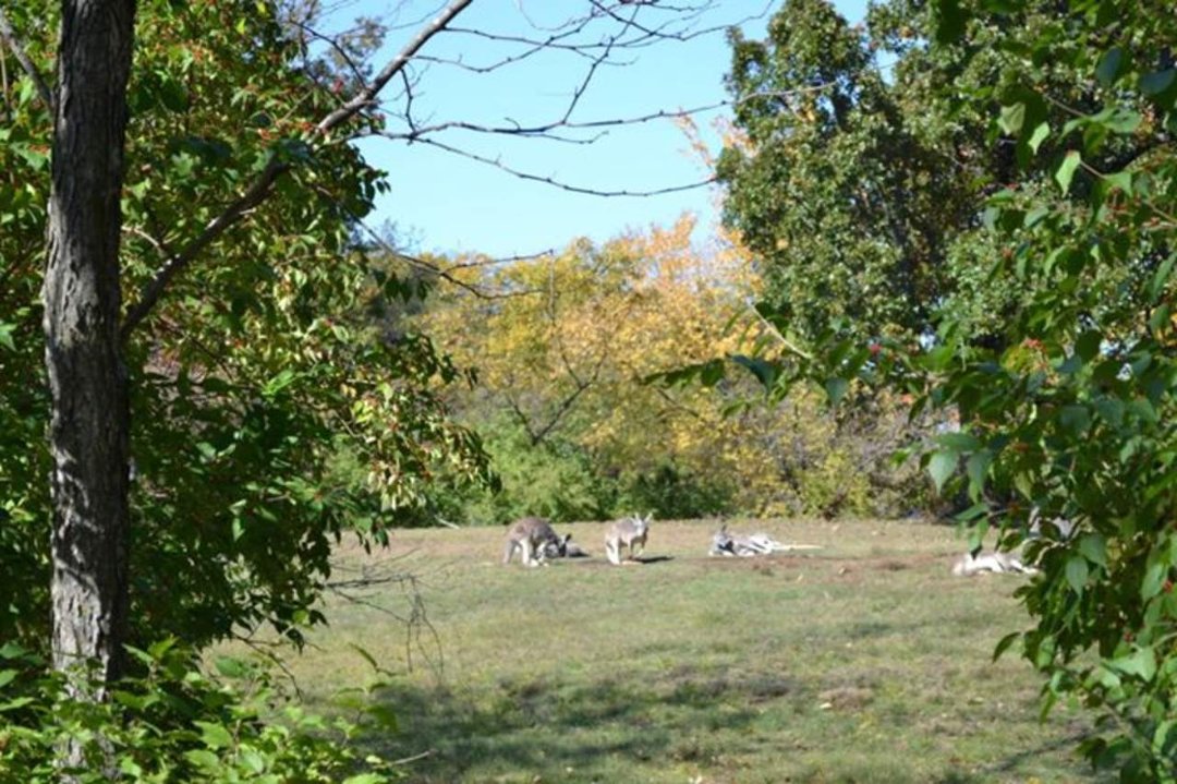 Chris Ames' album, Boys day at Zoo 2012