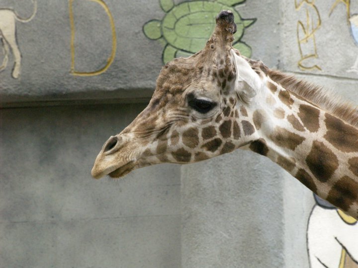 Anthony Carmichael's album, Detroit Zoo