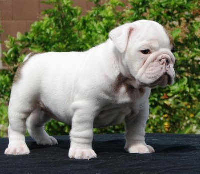 David Steath's album, Send Bulldog Puppies Photos