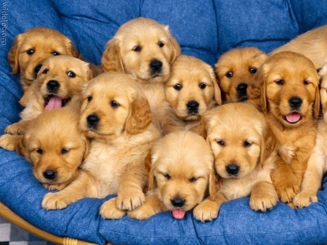 Michael Clarke's album, cutest puppies ever