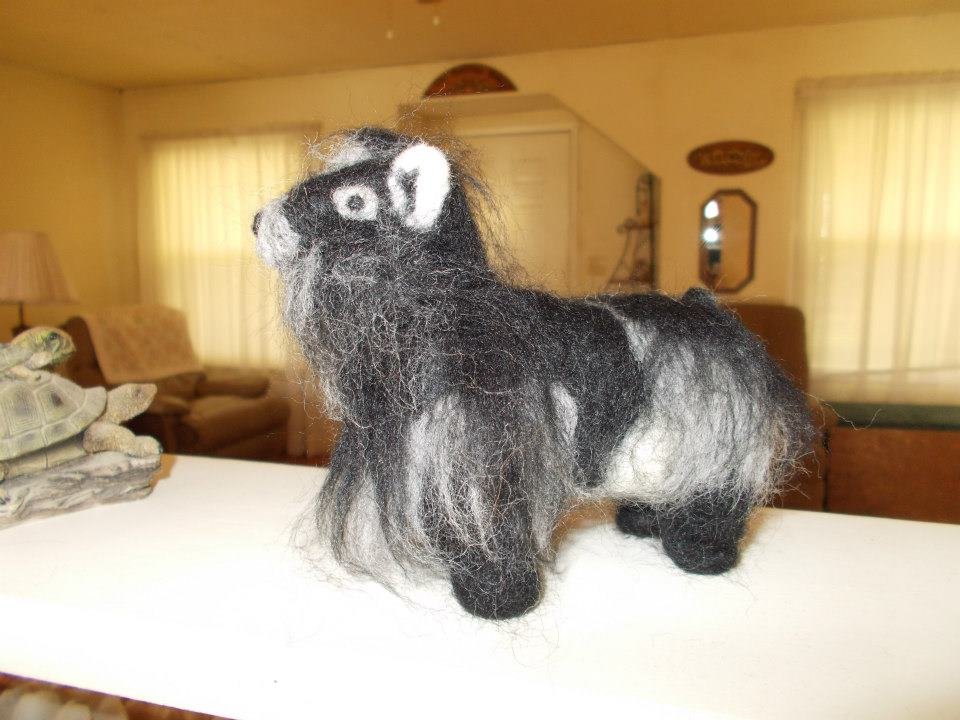 Lynn Sullivan's album, Wool Pygmy Goat